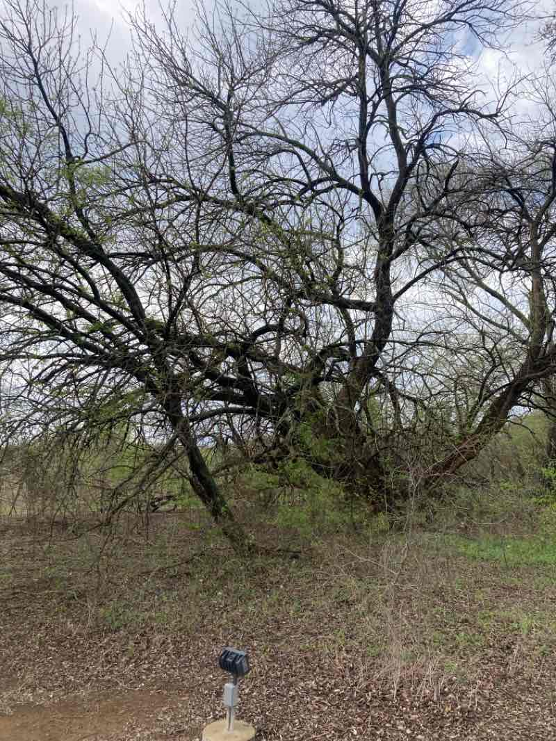 walking near me in Frisco Commons in spring