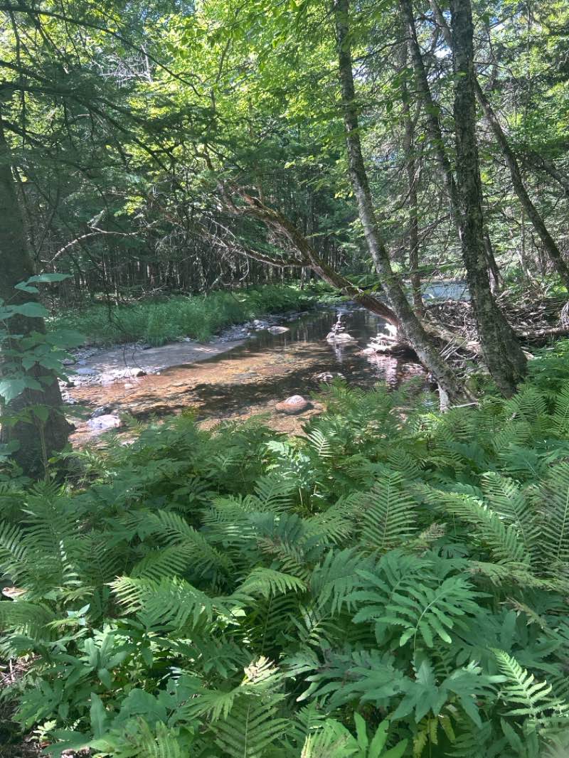 walking near me in Parc national du Mont-Mégantic in autumn