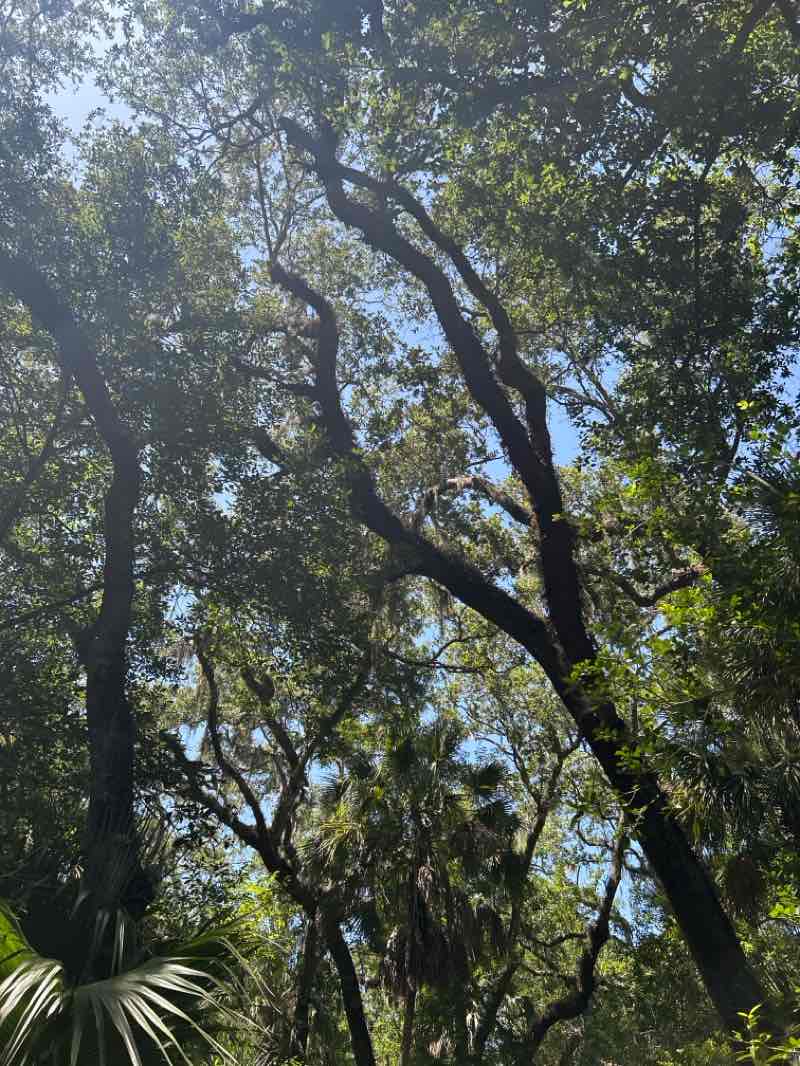 walking near me in Washington Oaks Gardens State Park in summer