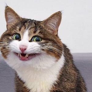 سعاد مسعود icon