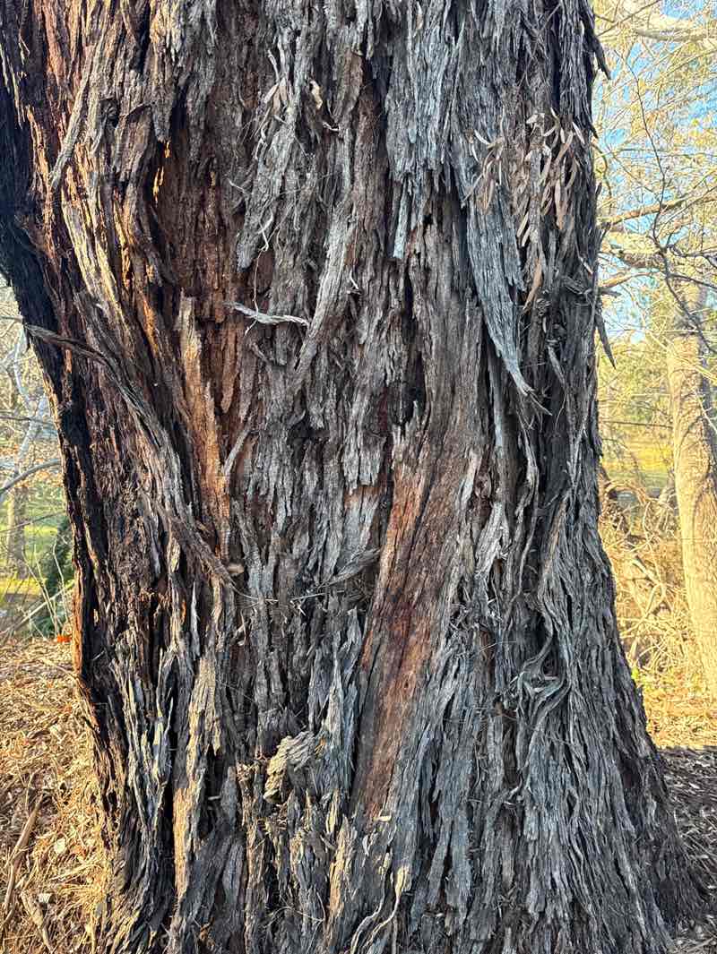 walking near me in Merriwa Park in spring