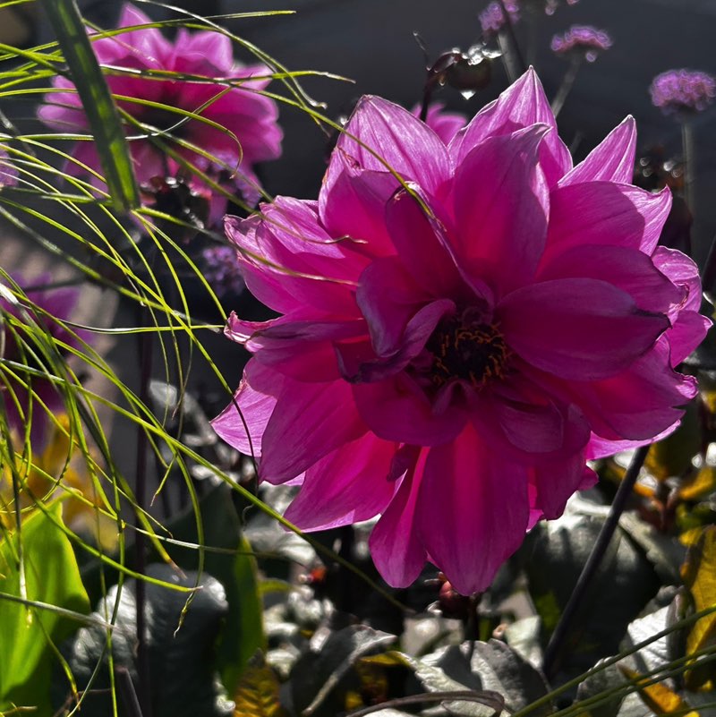 ⌯ᖭི༏𝚊𝚜𝚝𝚎𝚛༏ᖫྀ⌯