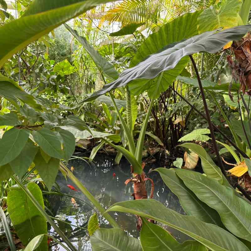 Anna Valsamaki post 2