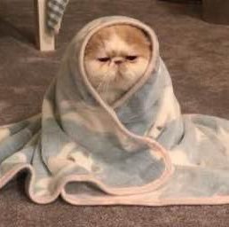 ســـارة✨ profile