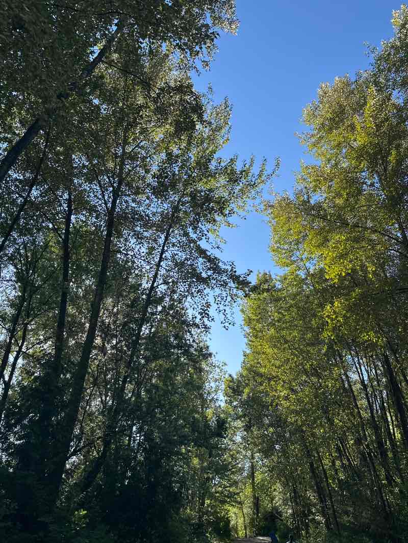 walking near me in Old Mill Site Park in summer