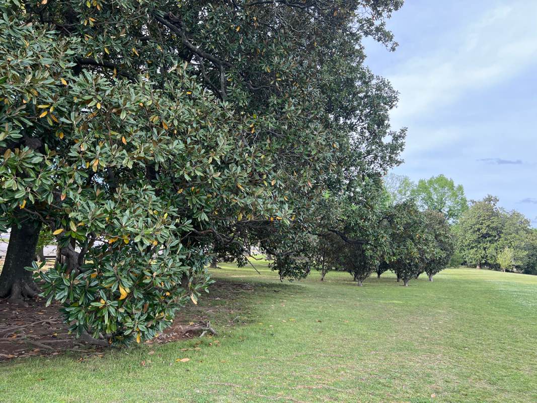 walking near me in Overton Park Greensward in spring