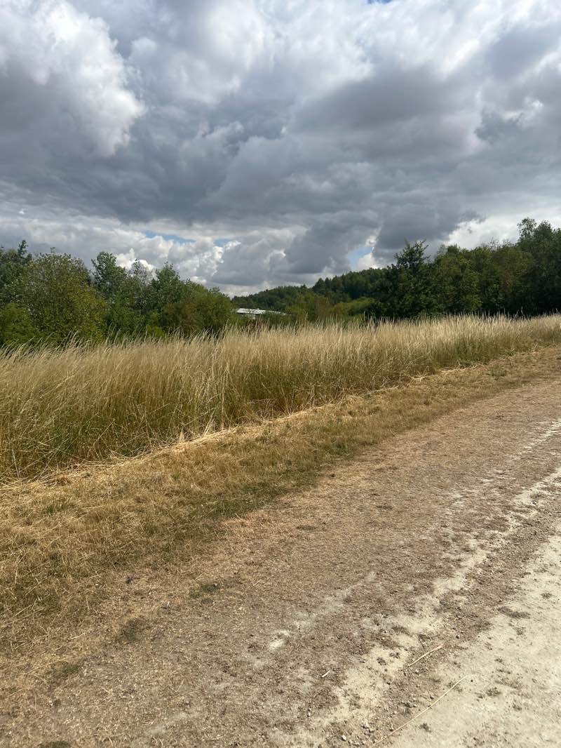 walking near me in Phoenix Park in summer