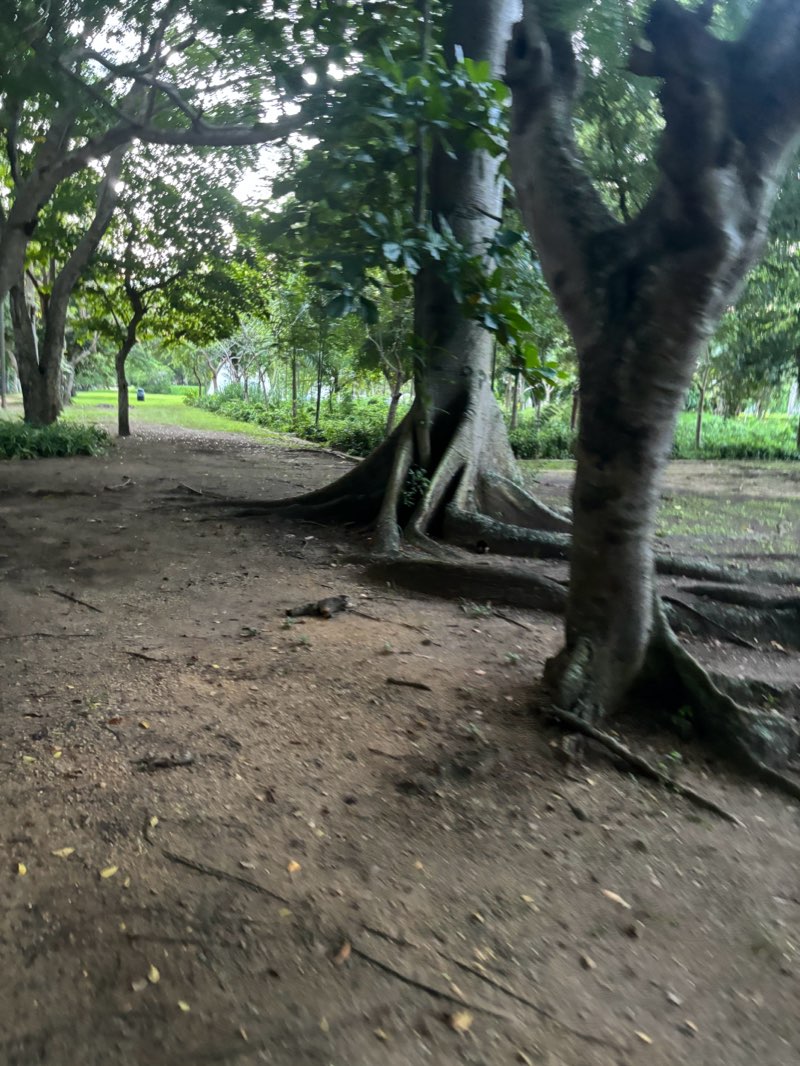 walking near me in Parque Central in winter