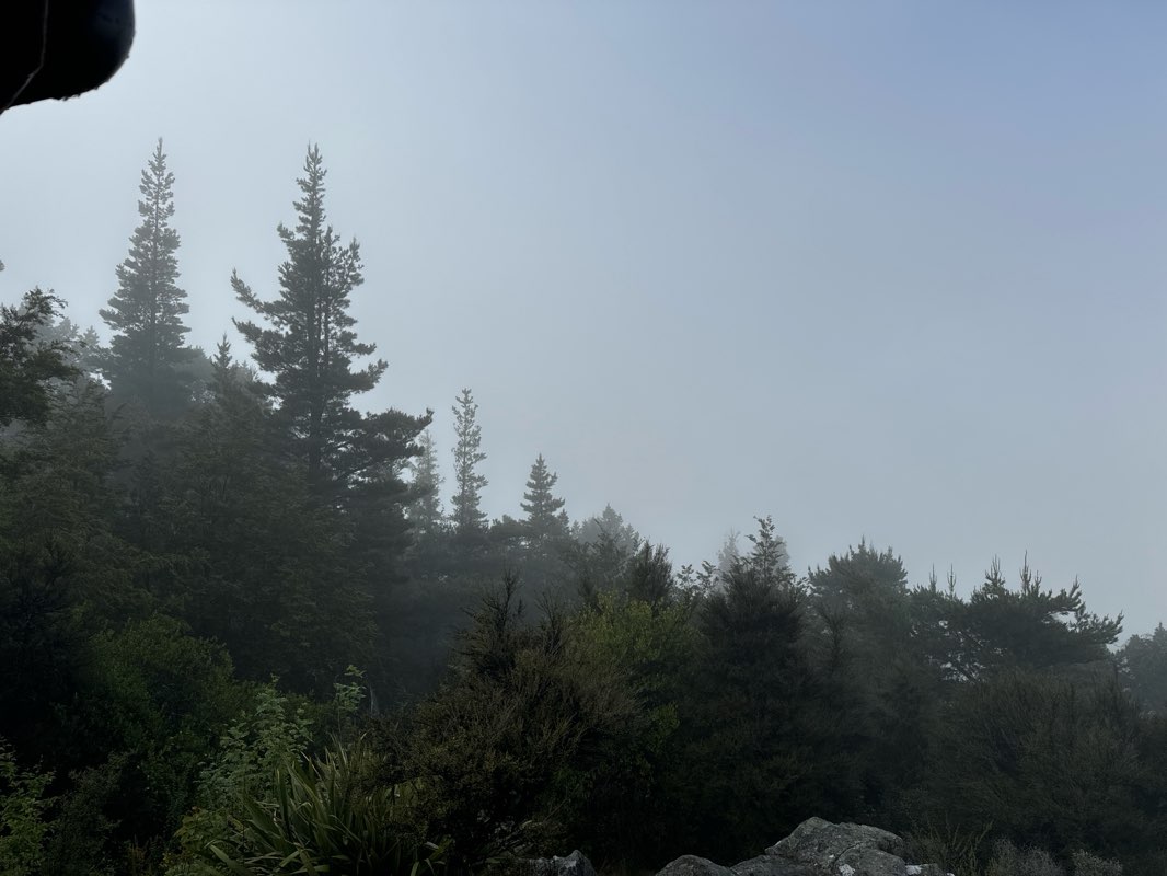 walking near me in Rutherford Crescent Reserve in summer