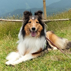 ミカレディ icon