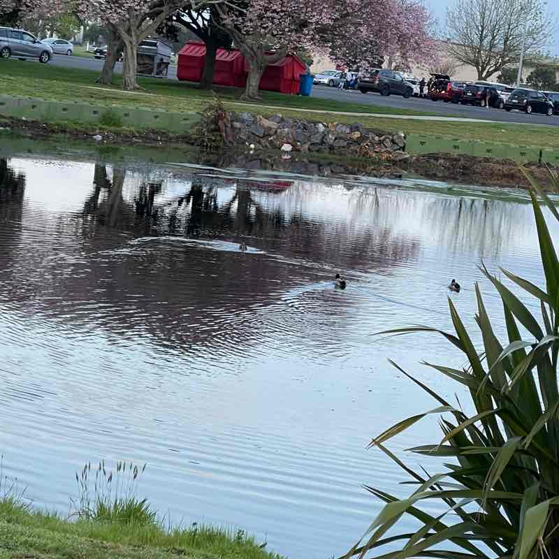 Cilla 🌻🌺 post 2