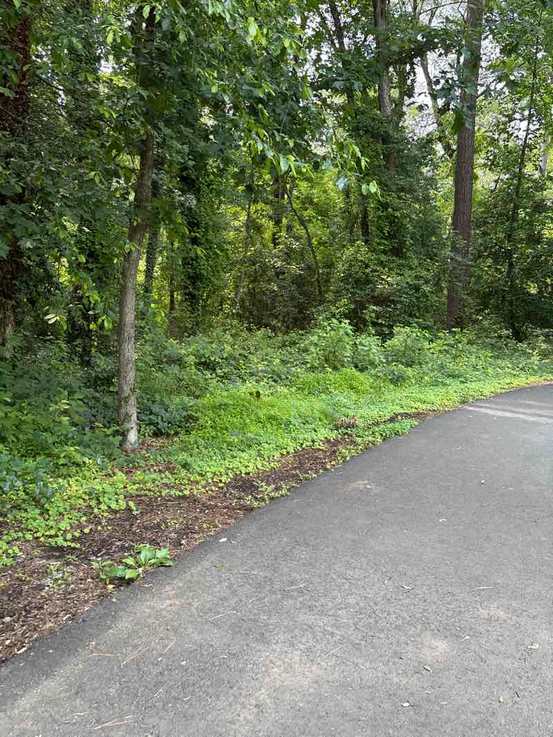 walking near me in Cheswick Park in summer