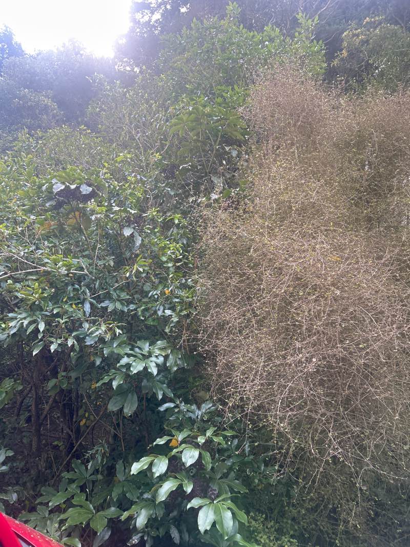 walking near me in Bethunes Gully in spring
