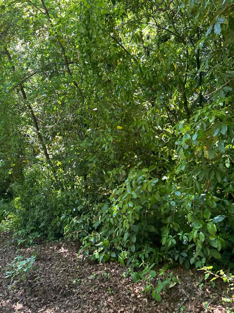 walking near me in Jubilee Park in spring