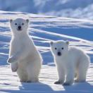 🐱 西伯利亚的森林猫 🐱