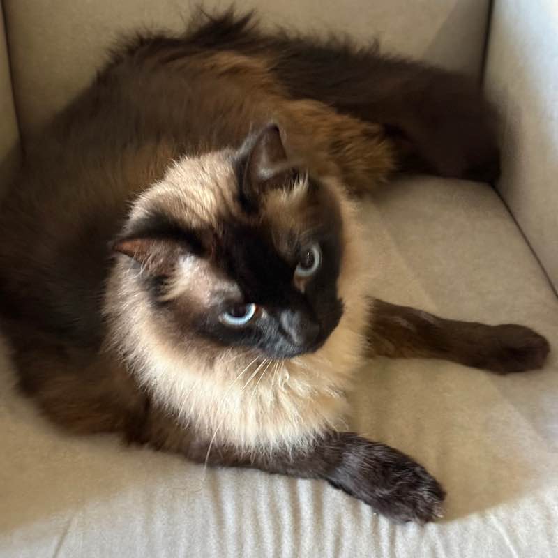 Muddy Boots Cattitude post image