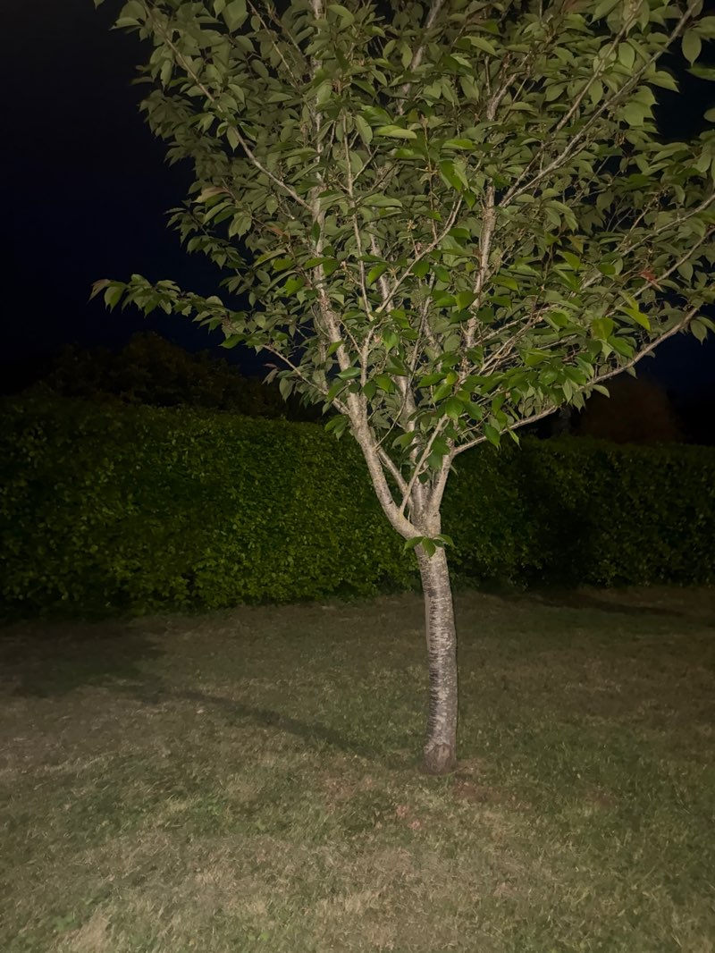 walking near me in Lydney Park in spring