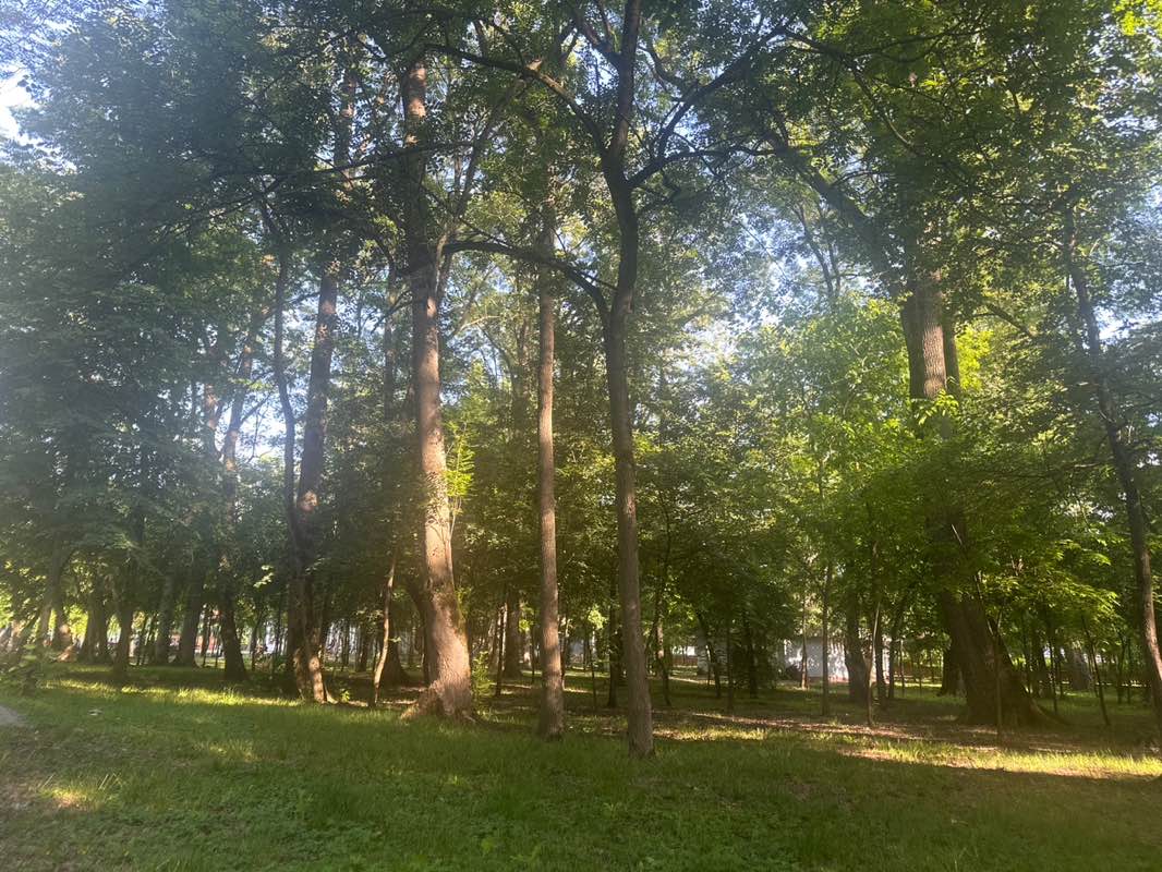 walking near me in Parcul Dendrologic Buziaș in summer