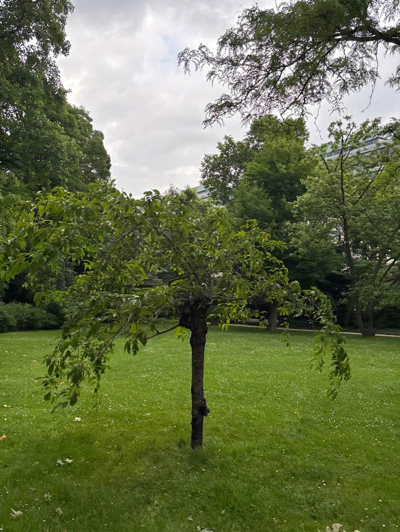 walking near me in Rothschildpark in summer