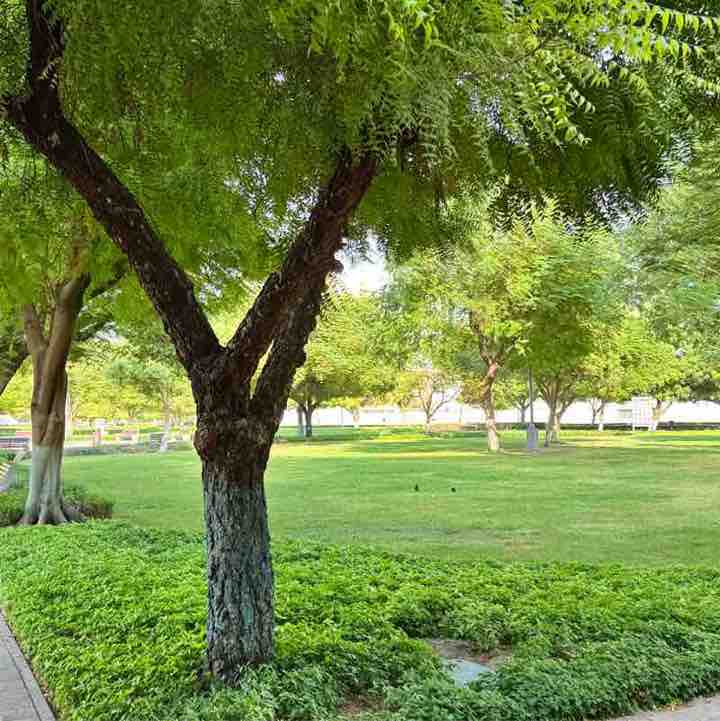 Muhammad Qureshi - Leasing - UAE post 1