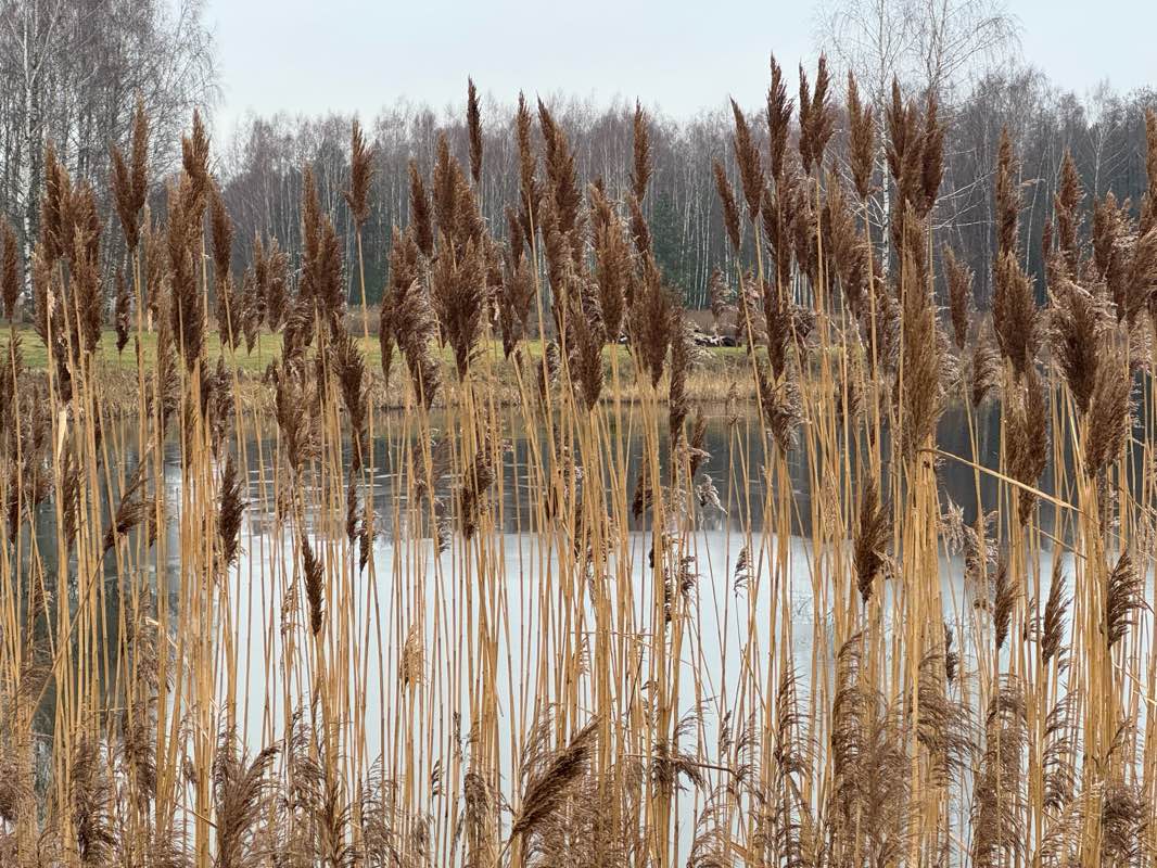 walking near me in Vytauto parkas in winter