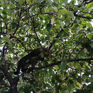 Светлана icon