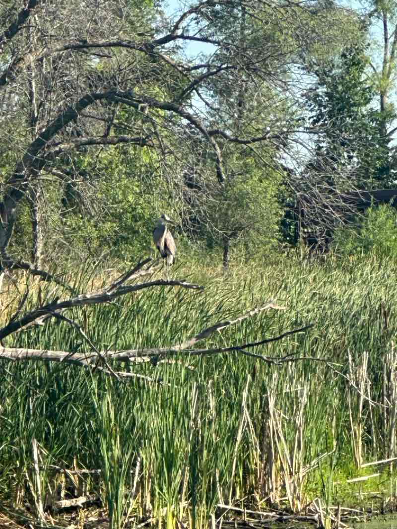 walking near me in Rice Creek Chain of Lakes Park in summer