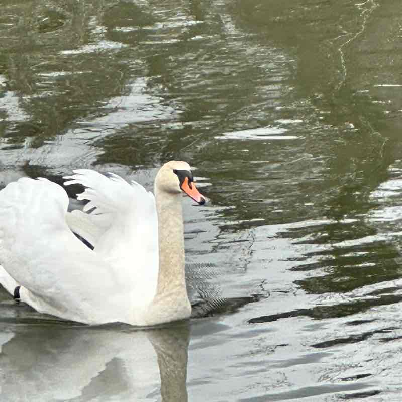 АЛЫЕ ПАРУСА ⛵🇷🇺 Galina post image