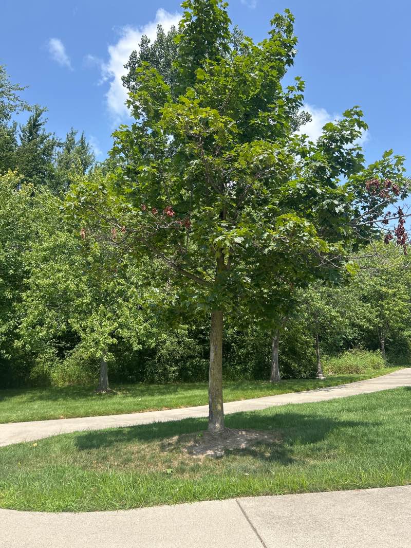 walking near me in Waldenburg Park in summer