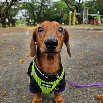 Sikatuna Bliss Fitness Friends Luvielyn post image