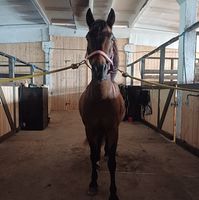 Annaliisa Heinaste icon