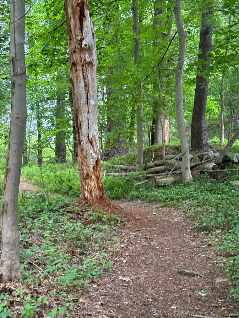 walking near me in Reedy Meadow in spring
