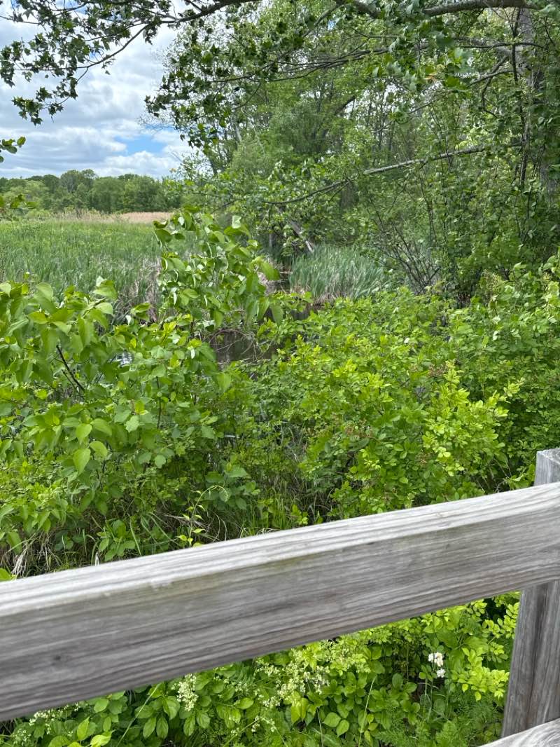 walking near me in Hoover St. Wetlands in summer