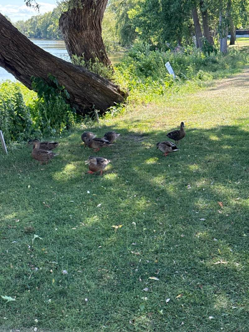 walking near me in Hall Park in autumn