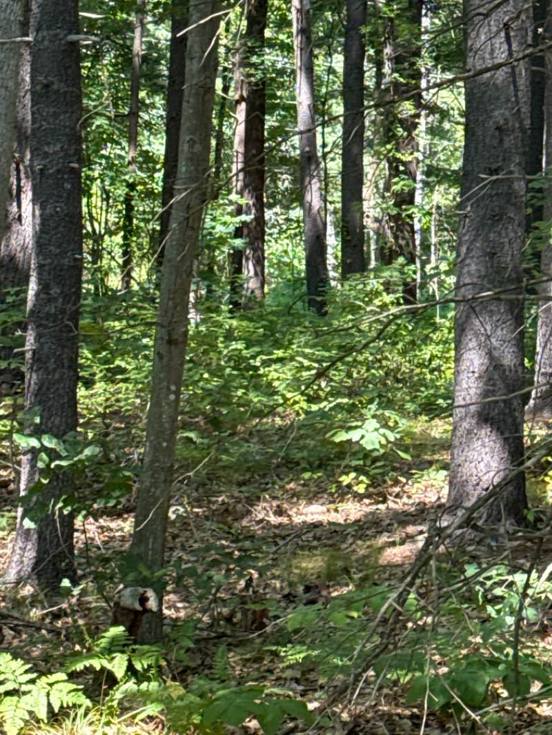 walking near me in Kennedy Fields in autumn