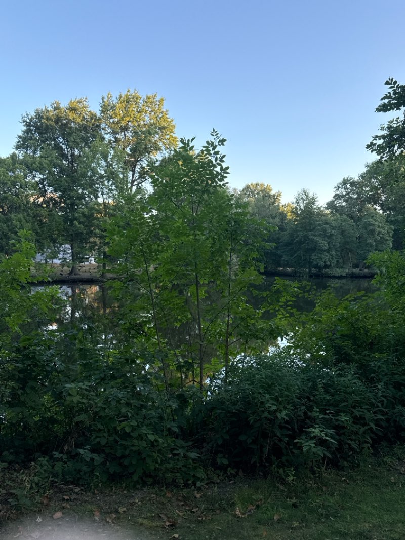 walking near me in Joseph Lee Playground in autumn