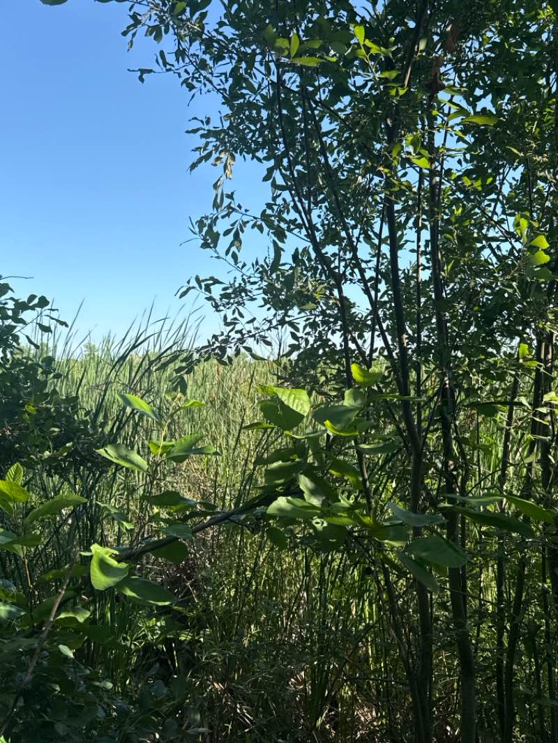 walking near me in Reedy Meadow in summer
