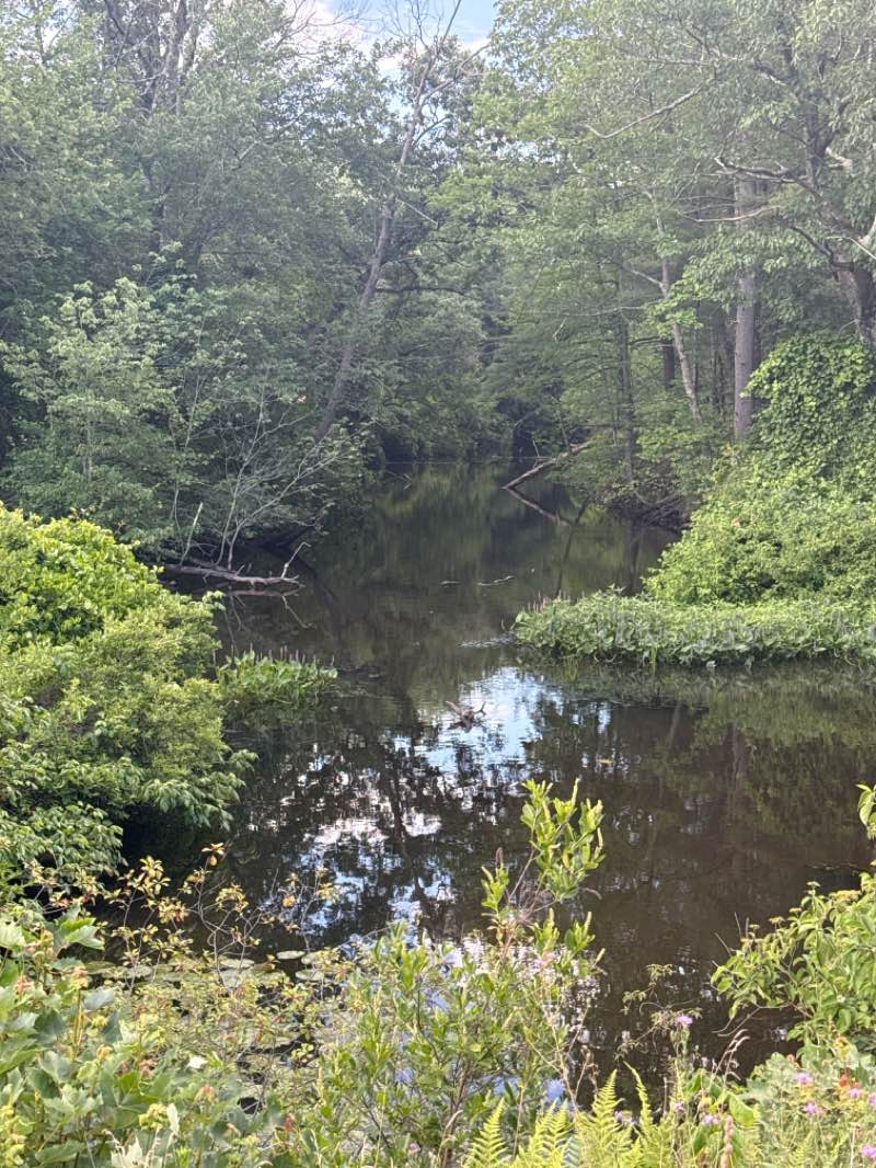 walking near me in Hoover St. Wetlands in summer