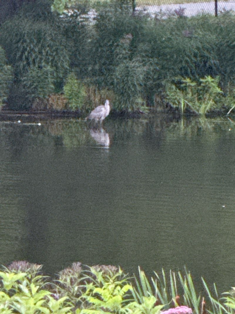 walking near me in Charlesgate Park in summer