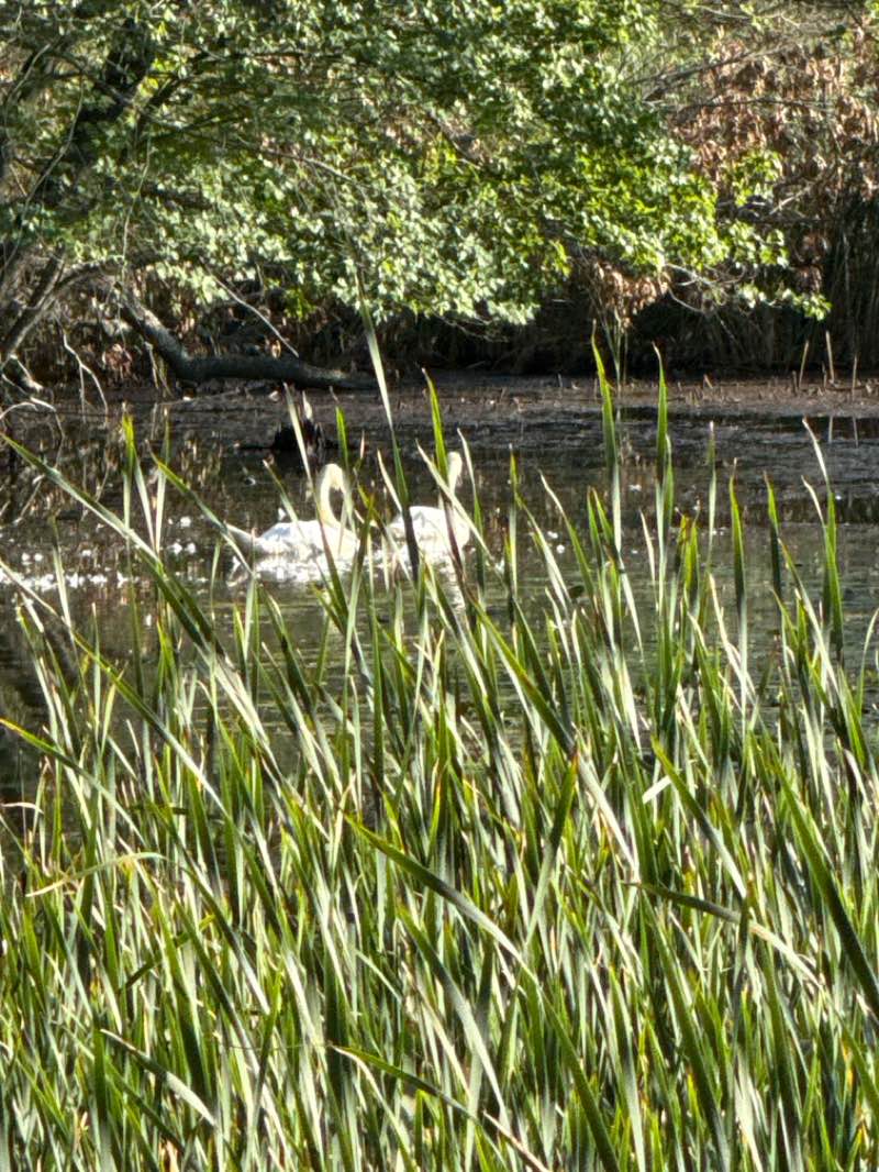 walking near me in Lt. Ross Park in summer