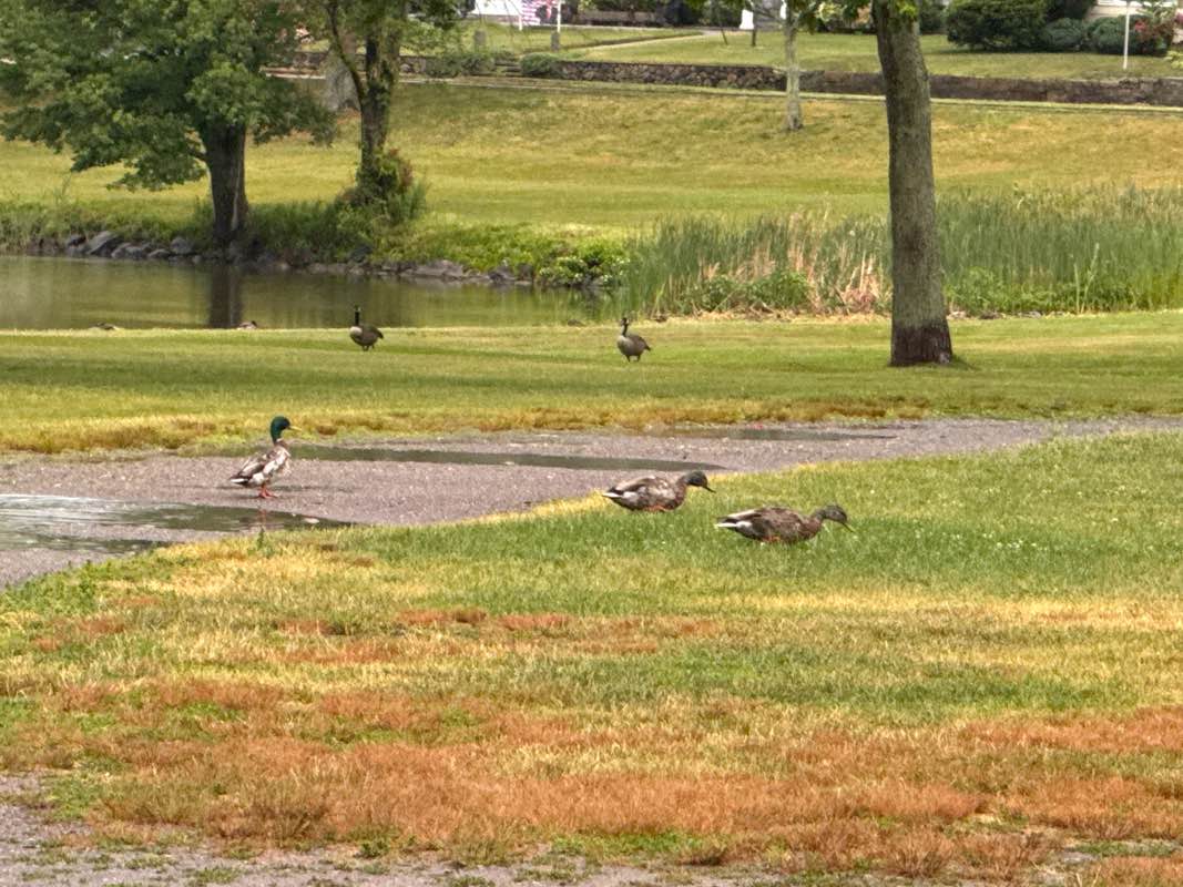 walking near me in Lower Common in summer