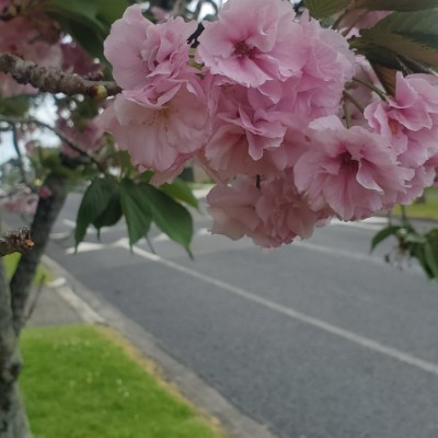 Derek Solomona post 3