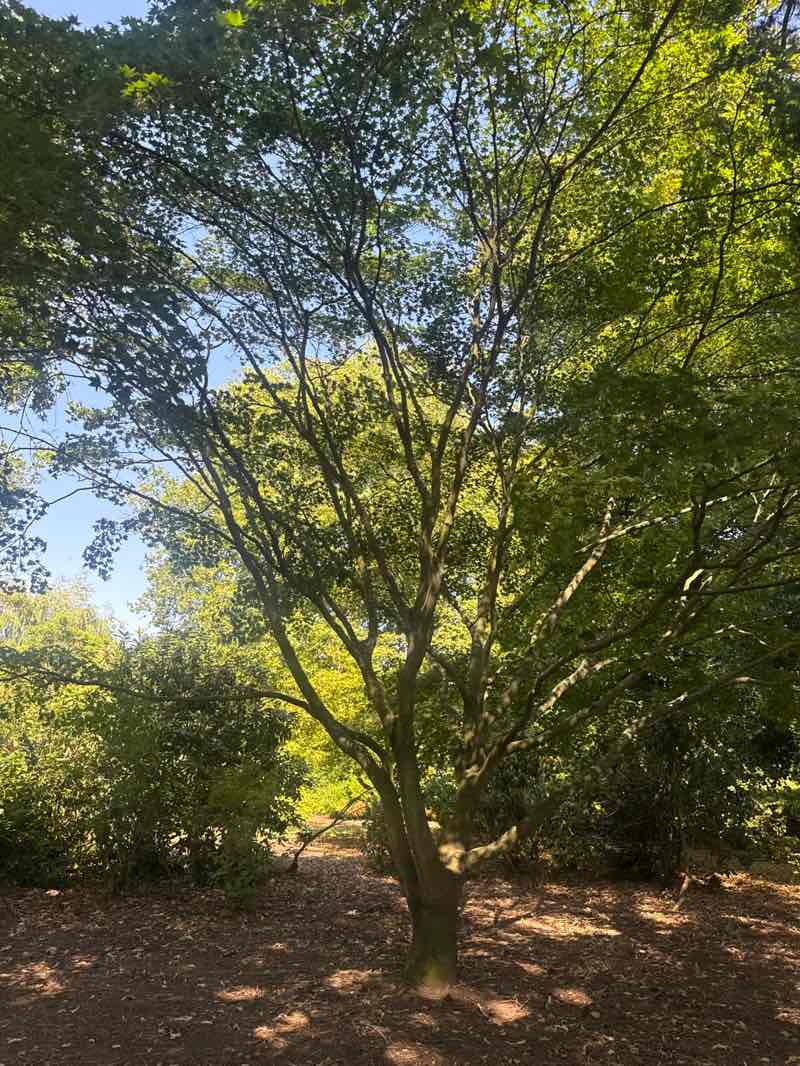 walking near me in West Park in summer