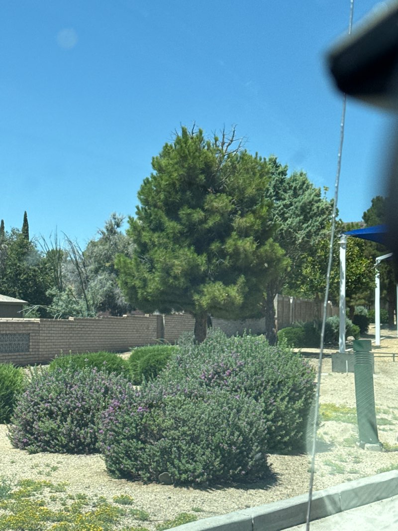 walking near me in Canyon Shadows Neighborhood Park in summer