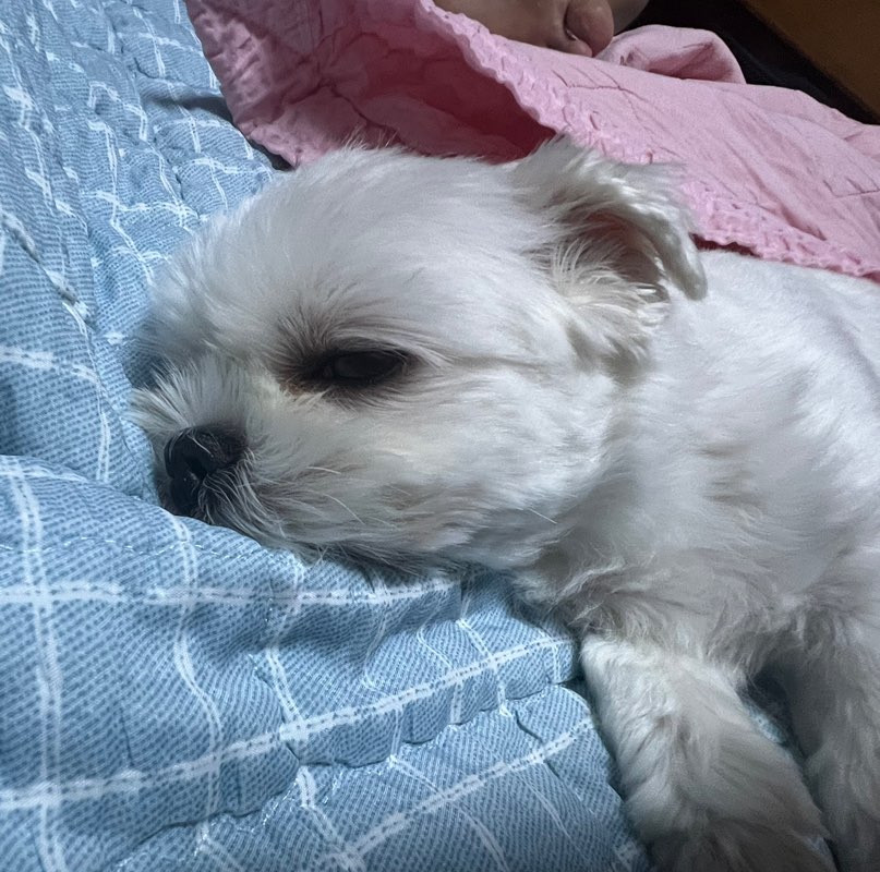 ZAZ특공대_윤예동 icon