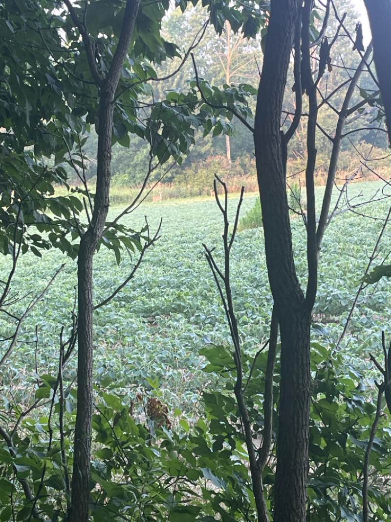walking near me in Rush Creek Park in summer