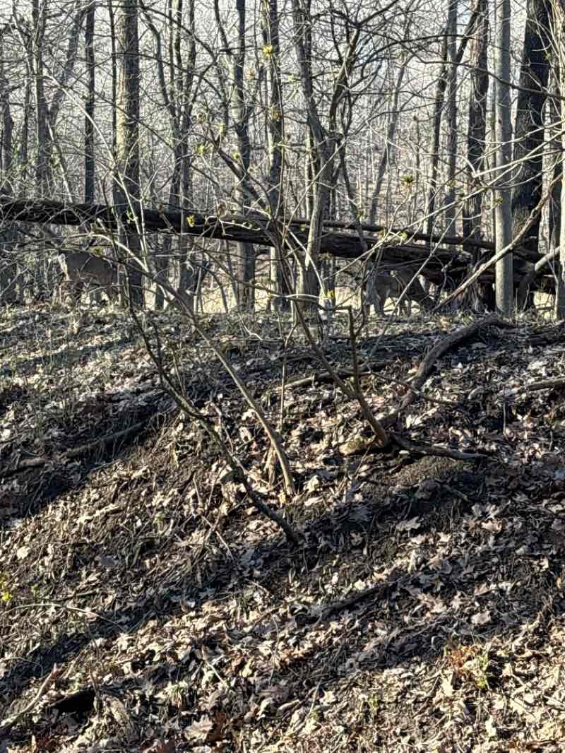 walking near me in Forest Park Nature Preserve in spring