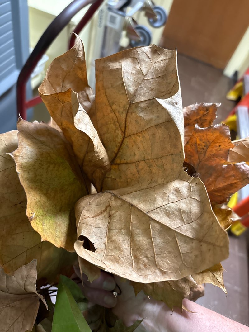walking near me in Idlewood Park in autumn