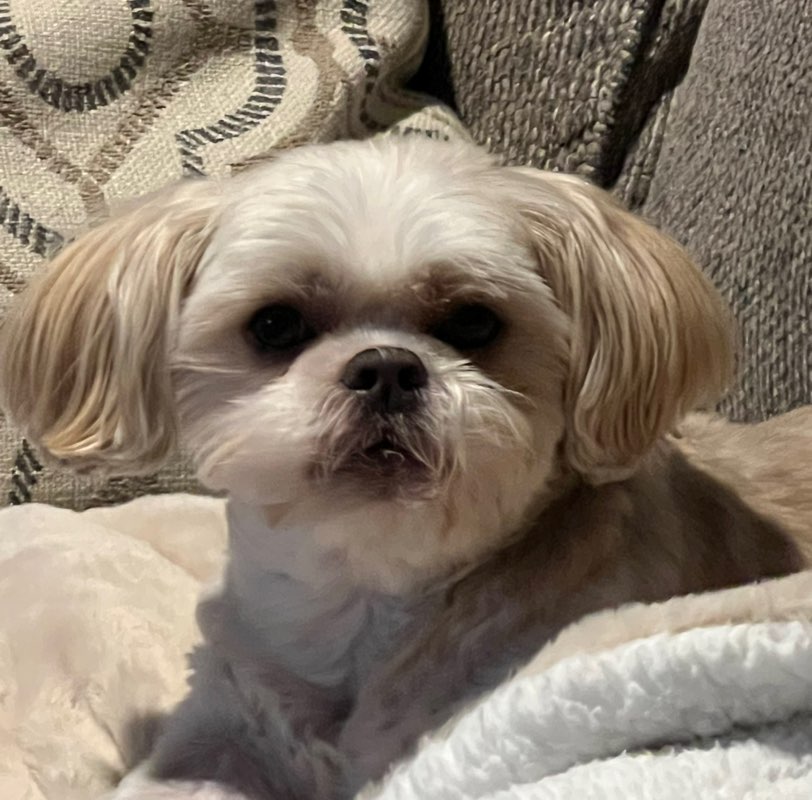 FANofDALLAS8 (Nancy) profile