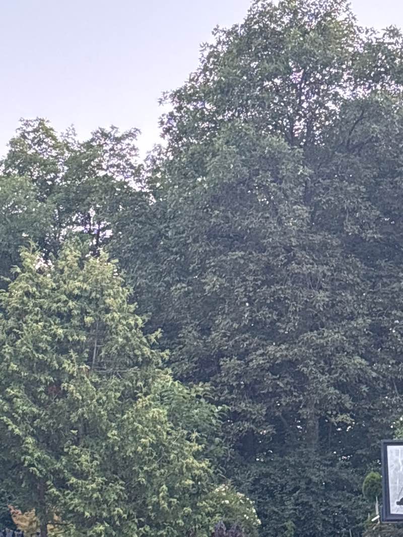 walking near me in Erin Woods Park in autumn